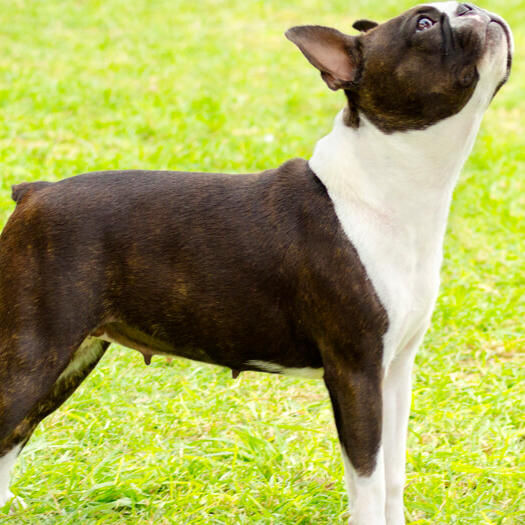 Boston sales terrier care